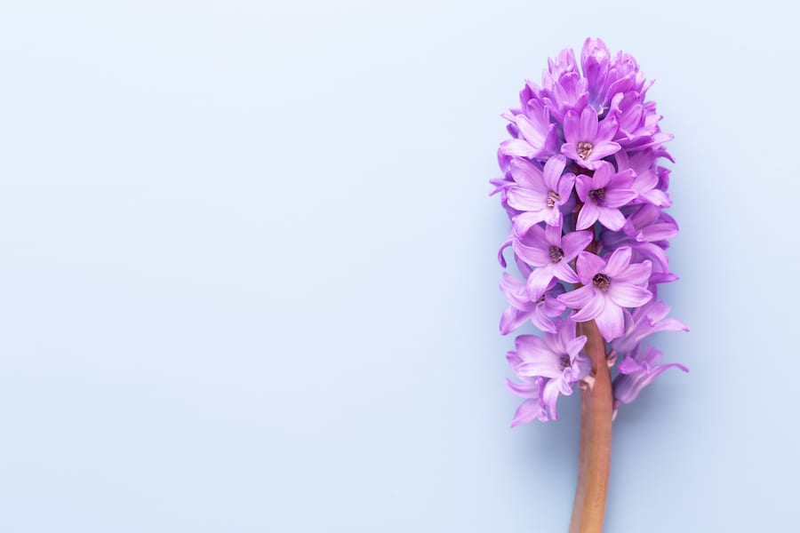 deodoranti profumatori ambiente cta