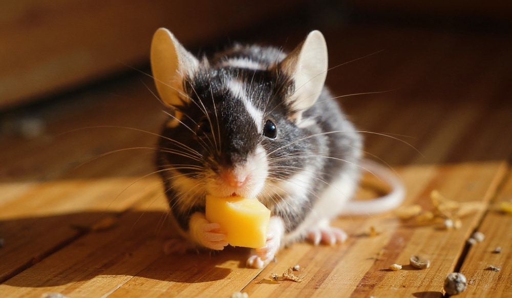 Ratticidi trappole per topi non rischiosi per gli animali domestici