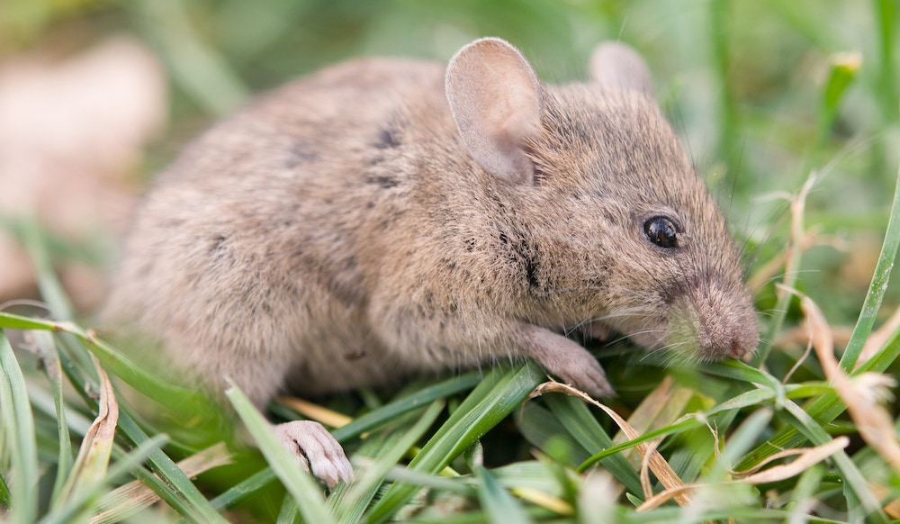 prevenire malattie topi