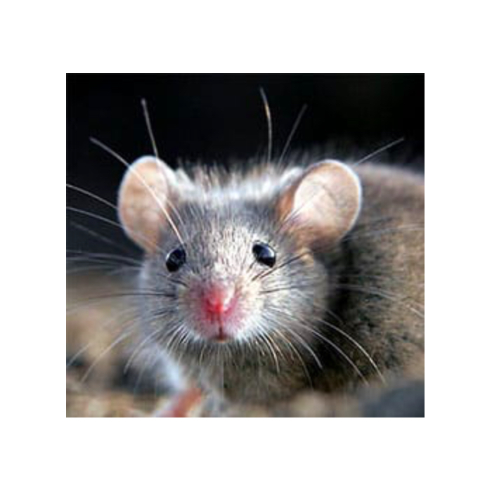 trappole per topi e insetticida per insetti.