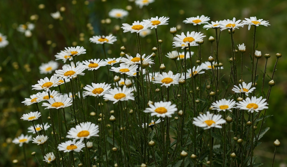 Piretro Tanacetum Cinerariifolium Insetticida Naturale