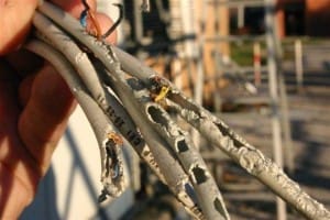 Danni Topi - cavi rosicchiati