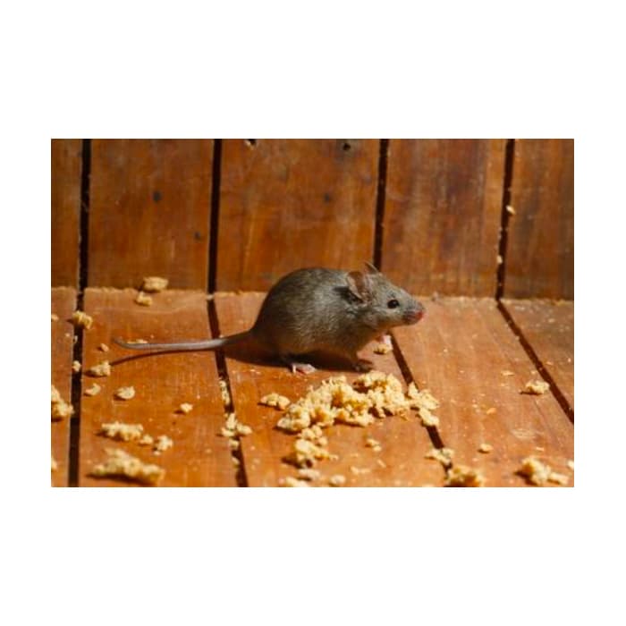 Danni Topi come rimediare