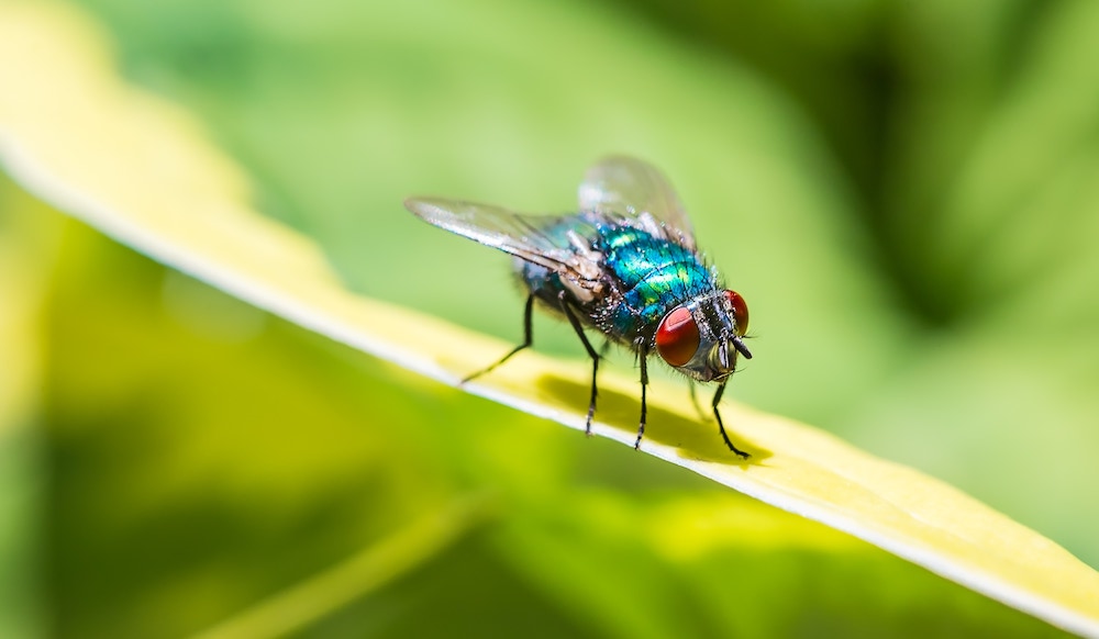 Rimedi contro le mosche