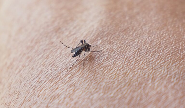 disinfestazione larve zanzare