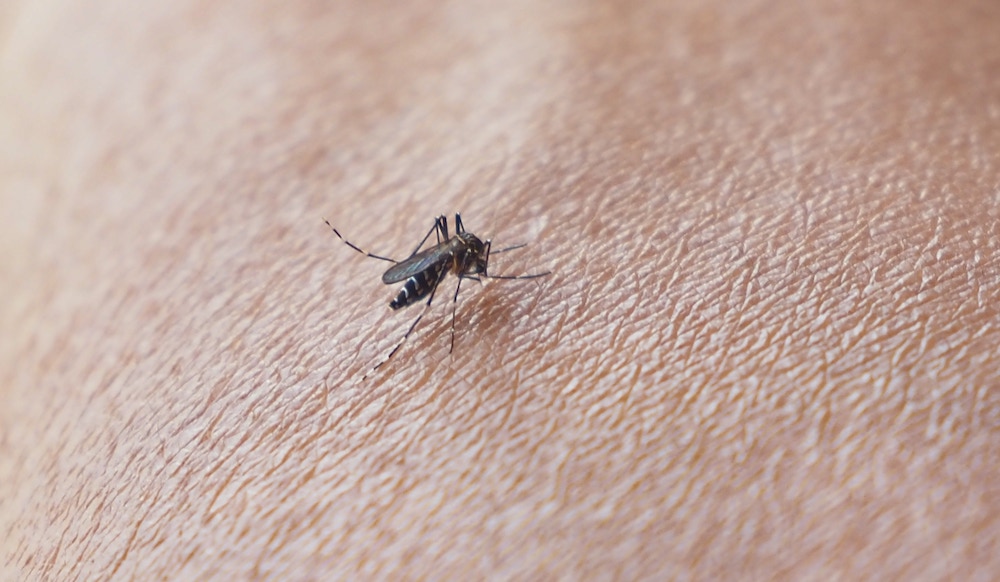 disinfestazione larve zanzare