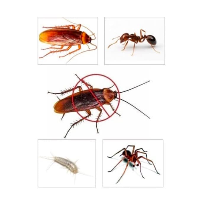 Come eliminare gli scarafaggi in casa