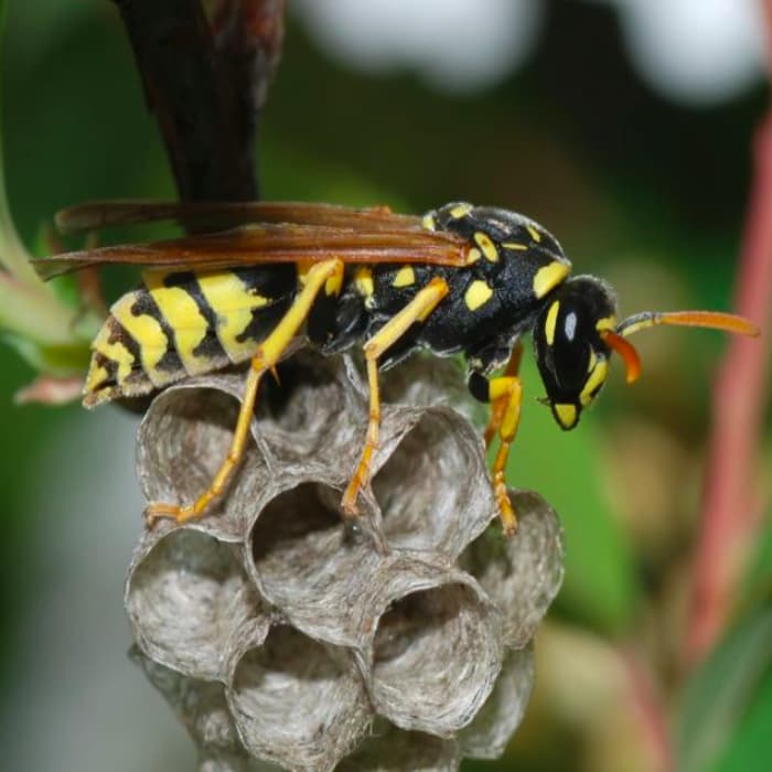 disinfestazione vespe e calabroni