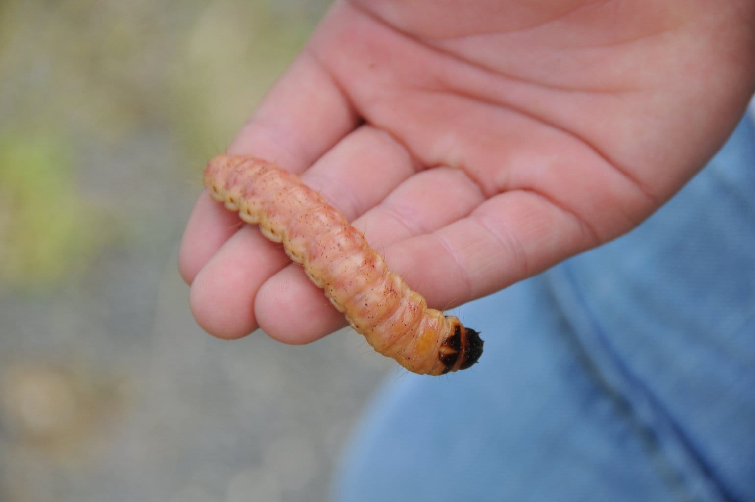 principi attivi formulati insetticidi