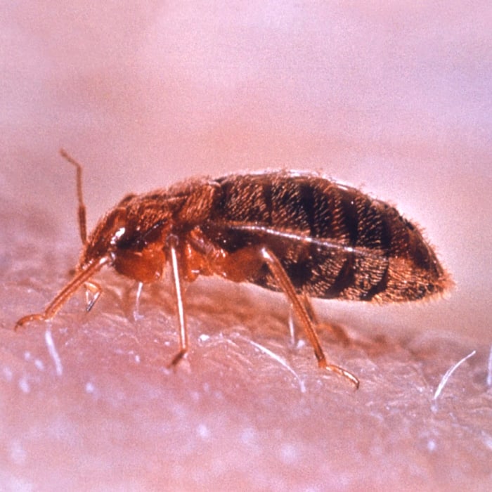 Come eliminare le cimici da letto