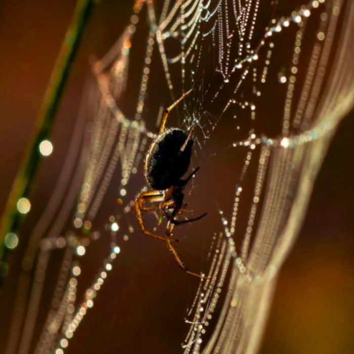 Come eliminare i ragni